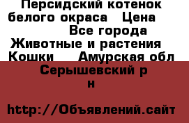 Персидский котенок белого окраса › Цена ­ 35 000 - Все города Животные и растения » Кошки   . Амурская обл.,Серышевский р-н